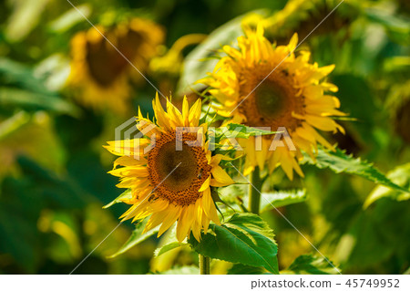 Sunflower and bees in the garden Sunflower and bees in the garden 45749952
