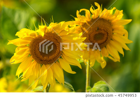 Sunflower and bees in the garden Sunflower and bees in the garden 45749953