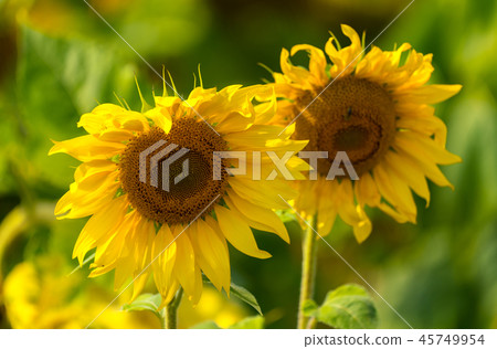 Sunflower and bees in the garden Sunflower and bees in the garden 45749954