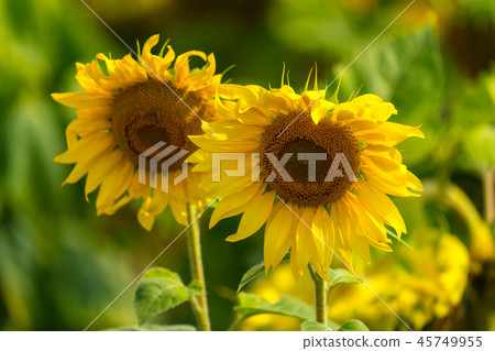 Sunflower and bees in the garden Sunflower and bees in the garden 45749955