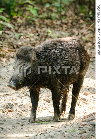 Wild boar male feeding in the jungle Wild boar male feeding in the jungle 45749956