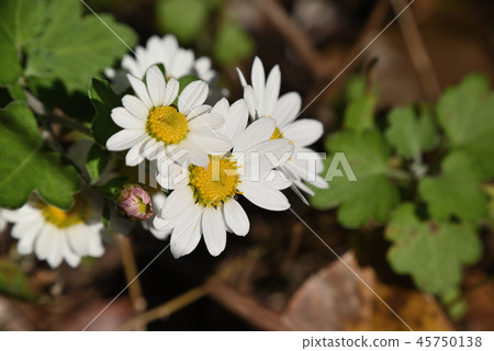 Ryuunougiku 45750138