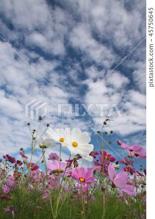 宇宙和蜻蜓 宇宙和蜻蜓 45750645