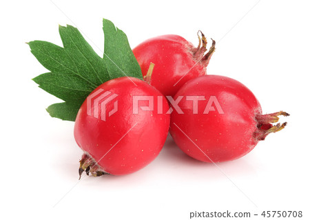 Hawthorn berry with leaf isolated on white background close-up Hawthorn berry with leaf isolated on white background close-up 45750708