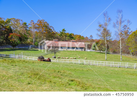 [Hokuto City, Yamanashi Prefecture] Autumn Yatsugatake Ranch and Makiba Park 45750950