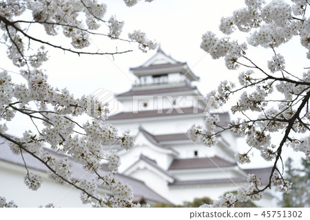 敦賀城堡和櫻花 敦賀城堡和櫻花 45751302