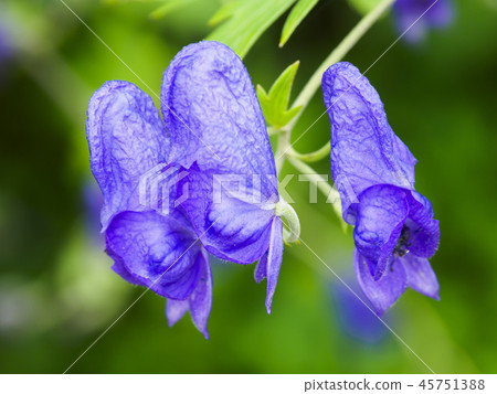 Miyama Torikabuto 45751388