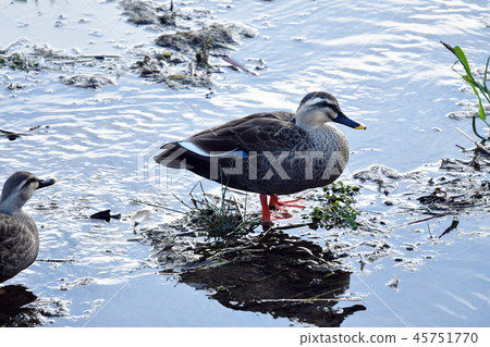 Duck winter 45751770