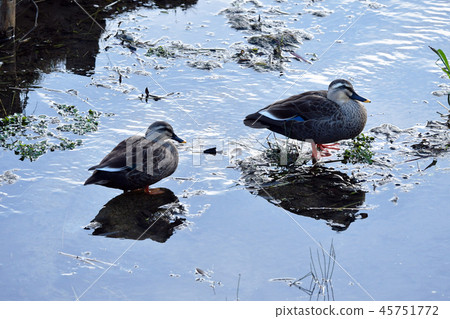 Two chicks Two chicks 45751772