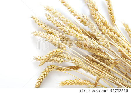 ears of wheat 45752216