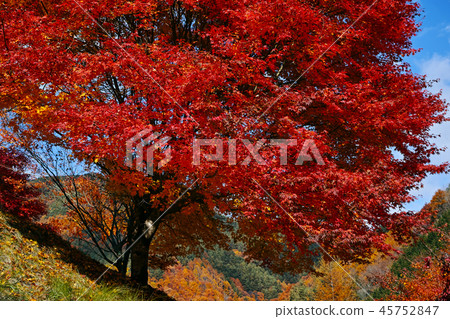Bright red autumn leaves 45752847