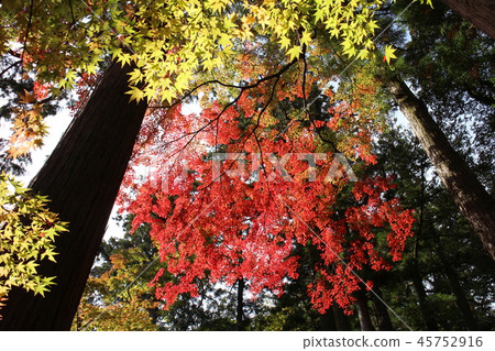 I look up to Momiji I look up to Momiji 45752916