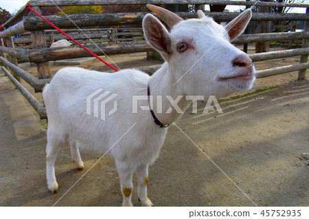 Goat Goat 45752935