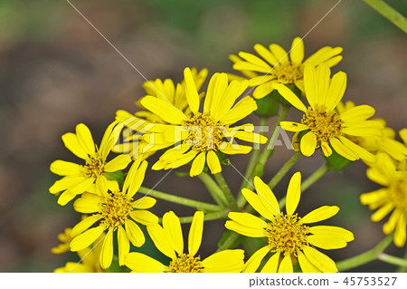 Yellow Tsubaki flower 45753527