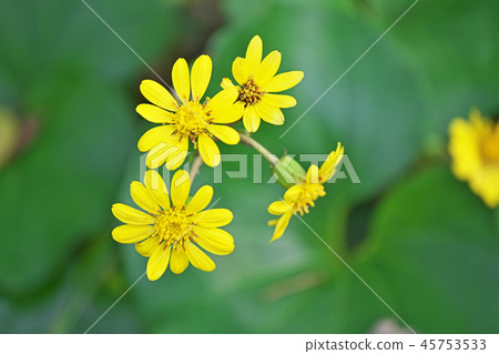 Yellow Tsubaki flower 45753533