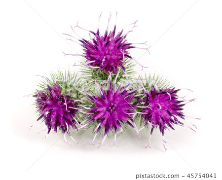 Burdock flower isolated on white background. Medicinal plant: Arctium Burdock flower isolated on white background. Medicinal plant: Arctium 45754041