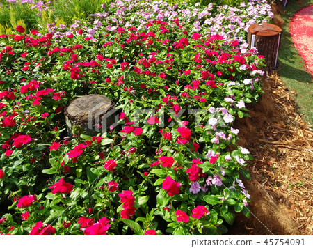 Catharanthus roseus. 45754091