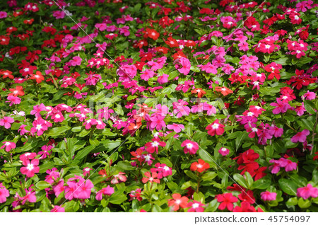 Catharanthus roseus. Catharanthus roseus. 45754097