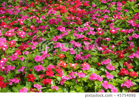 Catharanthus roseus. Catharanthus roseus. 45754098