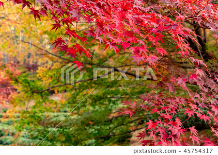 Vivid maple autumn leaves 45754317