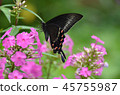 butterfly 45755987