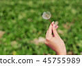 dandelion 45755989