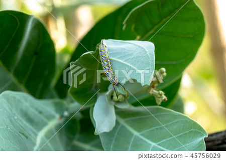 monarch butterfly caterpillar on leaf monarch butterfly caterpillar on leaf 45756029