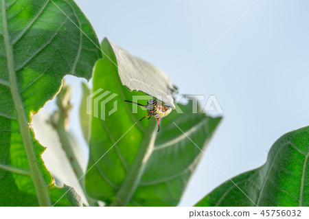 monarch butterfly caterpillar on leaf 45756032