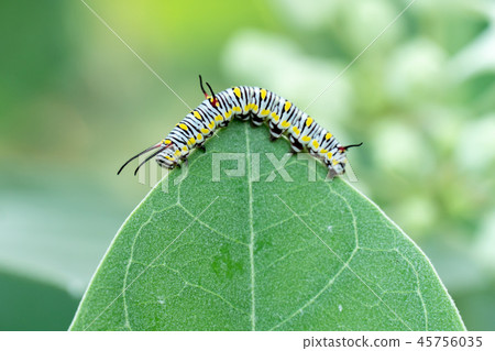 monarch butterfly caterpillar on leaf monarch butterfly caterpillar on leaf 45756035