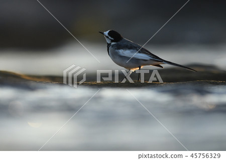 Twilight Hakusekirei @ Tama River 45756329