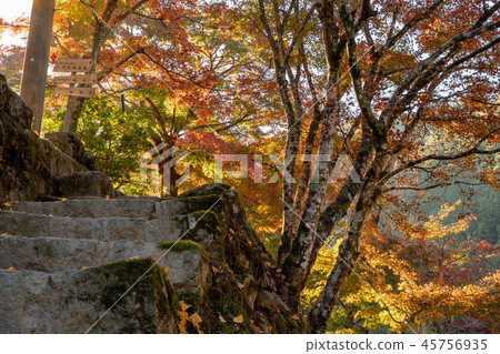 秋天的樹葉 45756935