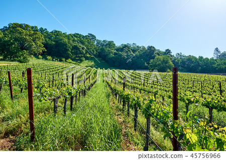 Vineyards in California, USA 45756966