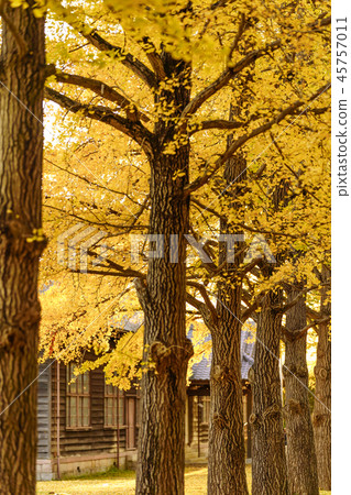 Japan's Autumn Mito History Hall Ginkgo Tree Fall Leaves 45757011