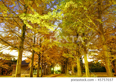 Japan's Autumn Mito History Hall Ginkgo Tree Fall Leaves Japan's Autumn Mito History Hall Ginkgo Tree Fall Leaves 45757037