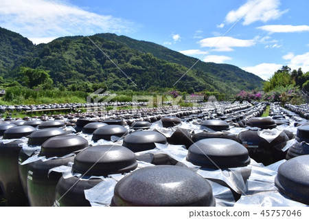 Black vinegar Black vinegar 45757046