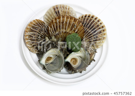 conch conch 45757362