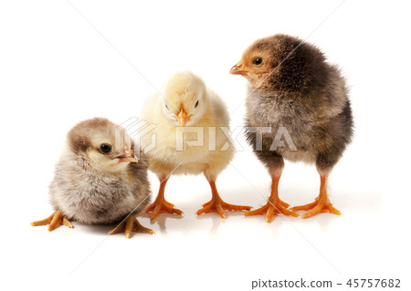 three little chicken isolated on white background three little chicken isolated on white background 45757682