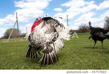 turkey male or gobbler in the village turkey male or gobbler in the village 45757683
