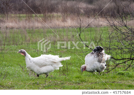 turkey female or gobbler closeup on a green grass background turkey female or gobbler closeup on a green grass background 45757684