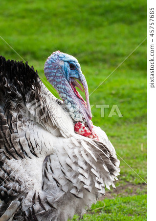 Portrait of a turkey male or gobbler closeup on a green background 45757685