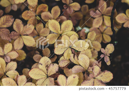 Atmospheric autumn image with chestnut tree leaves 45757779