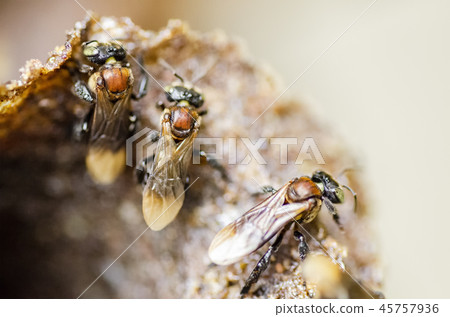 trigona meliponini bee at their hive entrance trigona meliponini bee at their hive entrance 45757936