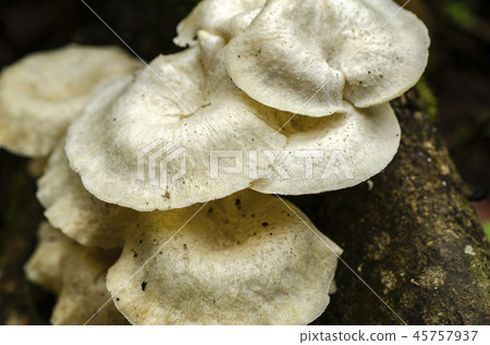 wild foraging mushroom on trunk wild foraging mushroom on trunk 45757937