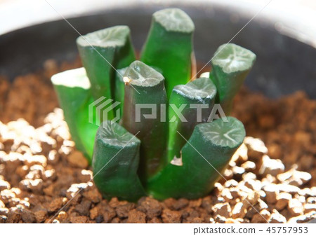 Haortia所有的東西 45757953