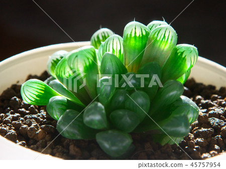 Tousa的Haortia 45757954