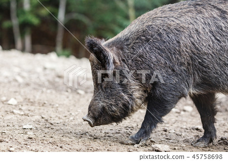 Wild pig in the summer forest Wild pig in the summer forest 45758698