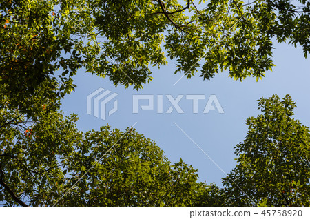 Top view with tree branch and blue sky Top view with tree branch and blue sky 45758920