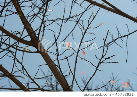 Top view with tree branch and blue sky Top view with tree branch and blue sky 45758921