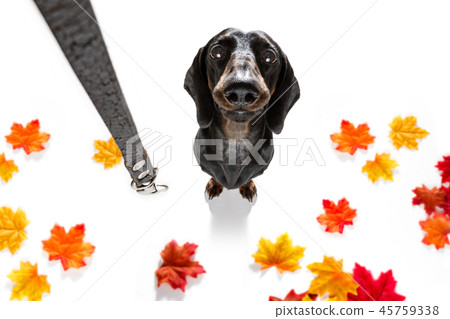 dog and owner  with leash 45759338