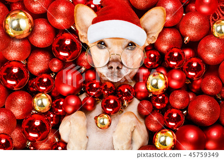 christmas santa claus dog and xmas balls christmas santa claus dog and xmas balls 45759349